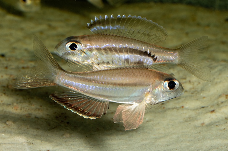 Trematocara marginatum 'Kigoma area'